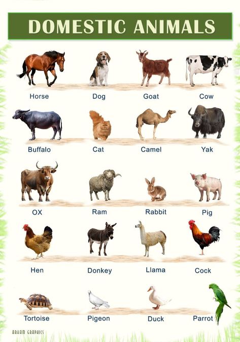 Masculine And Feminine Gender Of Animals In English - Mr Mrs English E11 Domestic And Wild Animals Chart, Pet Animals Chart, Domestic Animals Chart, Gender Of Animals, Education Chart, Birds Name List, Animals Chart, Domestic And Wild Animals, Animals Name List