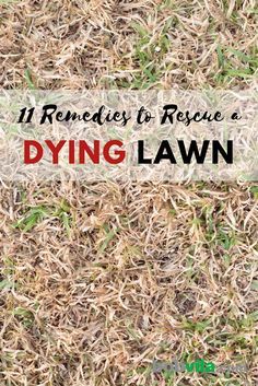 Lawn Repair, Diy Lawn, Lawn Fertilizer, Lawn Care Tips, Aerate Lawn, Lush Lawn, Healthy Lawn, Lawn Maintenance, Healthy Garden