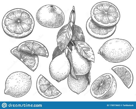 Lemon Slice Drawing, Lemon Outline, Lemon Slice Tattoo, Citrus Tattoo, Lemon Sketch, Lemon Tattoo, Botanisches Tattoo, Food Tattoo, Lemon Drawing