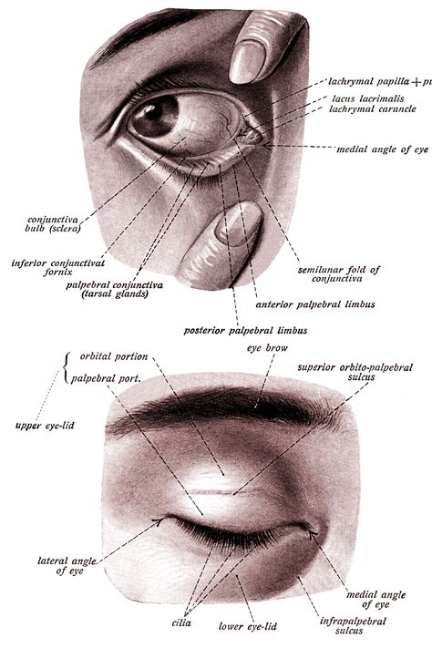 Anatomy of the Eyelid ~ Karen's Whimsy Eye Anatomy Diagram, Doctors Diary, Eyeball Anatomy, Goddess Of Egypt, Ancient Egyptian Architecture, Eye Anatomy, Boy Silhouette, Ancient Egypt Gods, Love Silhouette