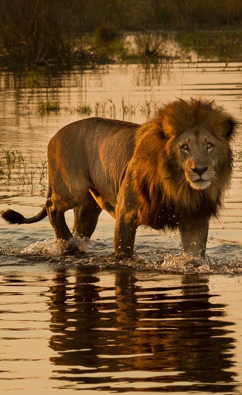 Lions Tattoo, Lion Sketch, Tattoo Lion, Black And White Lion, Lion Tattoos, Wild Lion, Lions Photos, Lion Photography, Beautiful Lion