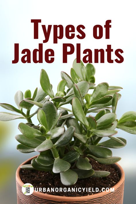 Jade plants are a type of succulent plant and there are over 200 different kinds of jade plants.    In this article, we discuss 20 types of jade plants to grow as a houseplant and outdoors.   #JadePlants #Houseplants #Succulents #IndoorGardening  #BackyardGardening #Gardening #UrbanOrganicYield Types Of Jade Plant, Spekboom Garden Ideas, Different Succulents Plants, Jade Plant Decor Ideas, Types Of Cactus Plants, Jade Plant Care, Types Of Succulents Plants, Jade Succulent, Lucky Plant