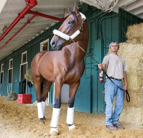 American Pharoah Thoroughbred Racehorse, American Pharoah, Triple Crown Winners, Equestrian Sports, Triple Crown, Thoroughbred, Horse Racing, Dream Life, Equestrian