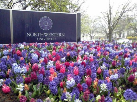 My School, NORTHWESTERN UNIVERSITY Northwestern University Aesthetic, Northwestern Aesthetic, Romanticize College, Northwestern University Chicago, Highschool Vibes, John Eckhardt, City Girl Life, Future University, Chicago Living