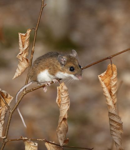 Rodentia (rodents) Deer Mouse, Mouse Pictures, Southwest Usa, Pet Mice, Mouse Rat, Black Eyes, Cute Mouse, Cat Care, Rodents