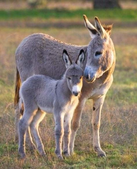 Donkey Images, Baby Donkey, Cute Donkey, Toledo Spain, A Donkey, Cute Wild Animals, Arte Animal, Donkeys, Cute Animal Pictures