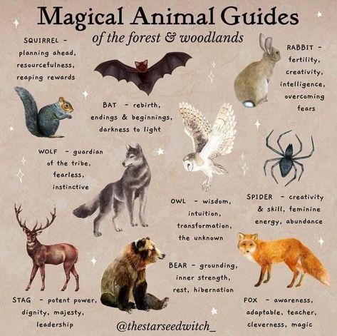 Animal Totem Spirit Guides, Spirit Animal Meaning, Owl Wisdom, Animal Meanings, Creaturi Mitice, Witches Familiar, Cultures Around The World, Spiritual Animal, Animal Spirit Guides