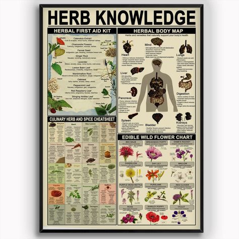 Herb Knowledge Metal Tin Signs Herbal First Aid Kit Infographic Poster Pharmacist Study Guide Tin Plaque Home Pharmacy Office Kitchen Wall Decor 8x12 Inches Herbal First Aid Kit, Herbal First Aid, Cave Bedroom, Flower Chart, Farm School, Infographic Poster, Body Map, Artwork Poster, Bar Coffee