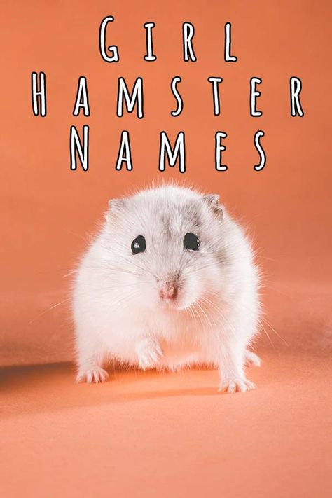 Cute Names For Hamsters, Mice Names, Hamster Names Ideas, Girl Pet Names, Pun Names, Hamster Stuff, Hamster Names, Syrian Hamster