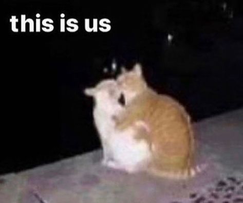 This is us wholesome meme Cat memes, cute cats, meme Cats To Send To Bf, Cute Things To Send To Your Bf, You Are My Moon, Silly Cats Pictures, Cute Memes, Wholesome Memes, Love Memes, Silly Cats, Cat Life