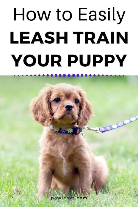 Puppy Walking Training, Train A Dog To Walk On A Leash, Things To Train Your Puppy, How To Teach A Puppy Its Name, Teach Puppy To Walk On Leash, Training A Puppy To Walk On A Leash, Pet Training Tips, How To Leash Train A Puppy, How To Train A Puppy To Walk On A Leash