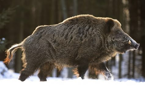 Wild boar Wild Boar Hunting, Boar Hunting, Hog Hunting, Wild Pig, Animal Study, Your Spirit Animal, Interesting Animals, Wild Boar, Pretty Animals