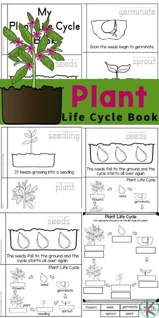 Gardening Worksheets, Plant Life Cycles, Plant Life Cycle Worksheet, Sunflower Life Cycle, Plant Experiments, Plant Lessons, Plant Printable, How Plants Grow, Cycle For Kids