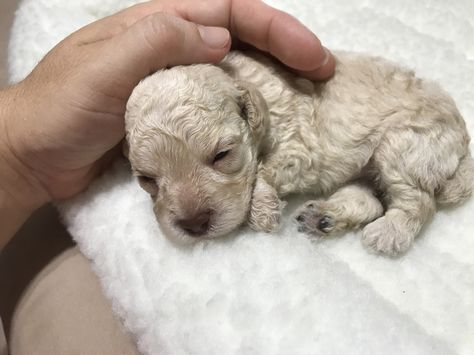 Another picture of my sweet AKC Toy Poodle puppy. She's a lovely cream color. Her mom is a 7lb white Toy Poodle and her dad is a 6 lb cream Toy Poodle. When she goes to her new home, she will be up to date on her shots and deworming and come with a health certificate. Call or text (850)866-6627 Cream Toy Poodle, White Poodle Puppy, Cream Poodle, White Toy Poodle, Toy Poodle Puppy, Mini Poodles, White Puppies, Animals Funny, Poodle Puppy