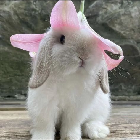 Fawn Aesthetic, Rabbit Alice In Wonderland, Cutest Bunny Ever, Small Bunny, Bunny White, Fluffy Rabbit, Cute Bunny Pictures, Siluete Umane, Cute Small Animals