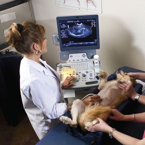 Dog Ultrasound, Degree Aesthetic, Vet Pictures, Vet School Motivation, Veterinarians Medicine, Vet Tech School, Vet Technician, Veterinary Studies, Large Animal Vet