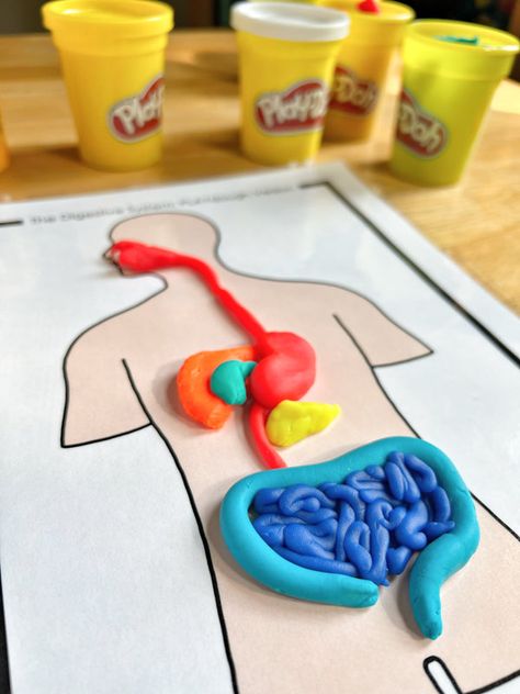 Human Body Experiments For Preschool, Grade 5 Human Body Systems, Digestive System Activities For Kids, Human Body Preschool Activities, My Body Activities For Preschoolers, Human Body Crafts For Kids, Digestive System Activity, Human Body Experiments, Human Body Preschool