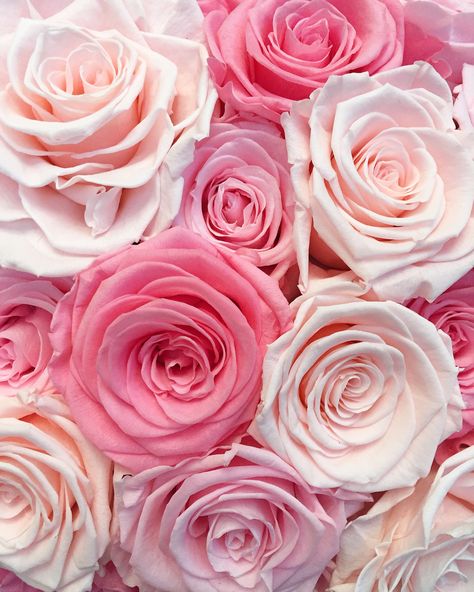 pink roses are perfection Pink Aesthetic Roses, Pink Roses Background, Flower Aesthetics, Roses Photography, Flowers Garland, Garden Screen, Backgrounds Iphone, Flowers Drawing, Flowers Colorful