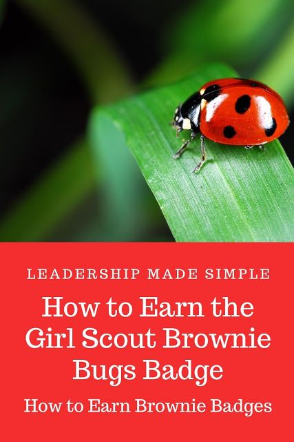 Brownie Bugs Badge, Girl Scout Brownies Meetings, Girl Scout Brownie Badges, Brownies Activities, Girl Scout Brownie, Girl Scout Meeting Ideas, Brownie Badges, Girl Scout Troop Leader, Girl Scouts Brownies