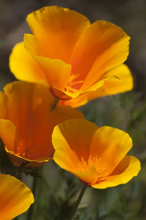 Mark your calendar: April 6 is California Poppy Day. Naturalist Adelbert Von Chamisso gave the flower its botanical name, Eschsholtzia californica, when he arrived in San Francisco in 1816.  via California State Library   - HouseBeautiful.com California Flowers, Poppy Flower Tattoo, Poppy Seed Chicken, State Flowers, Poppy Drawing, Poppies Tattoo, Cactus Blossoms, Yellow Hibiscus, Flower Close Up