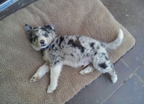 Beautiful Blue Merle Border Collie ♥️ Blue Merle Border Collie Puppy, Blue Merle Border Collie, Blue Merle Collie, Merle Border Collie, Australian Shepherd Blue Merle, Collie Puppy, Aussie Puppies, Border Collie Puppies, Collie Puppies