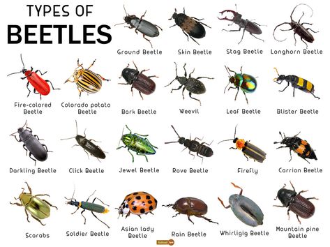 Types Of Ladybugs, Beatles Bugs Insects, Entomology Tattoo, Cool Beetles, Bettles Bugs, Pretty Beetles, Bug Chart, Pet Insects, Pinned Bugs