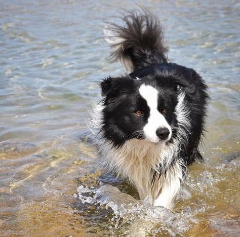 Border Collie Service Dog, Border Collie Therian, Border Collie Therian Mask, Border Collie Aesthetic, Border Collie Herding, Border Collie Humor, Cute Border Collie, Border Collie Art, Gsp Dogs