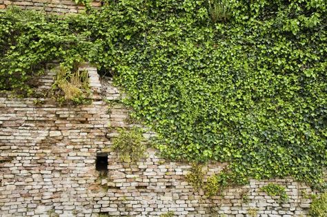 Plants Brick Wall, Types Of Ivy, Covered Backyard, Hanging Plants Diy, Ivy Wall, Magic Flute, Brick Fence, Ivy Plants, Masonry Wall