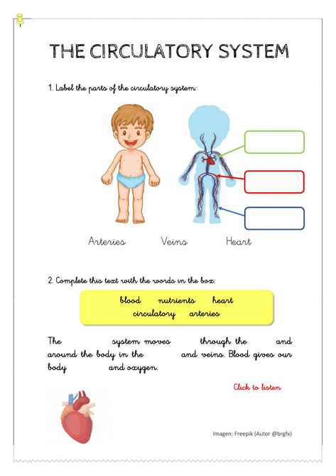 Body systems online activity for 3EP. You can do the exercises online or download the worksheet as pdf. Circulatory System Worksheets, Circulatory System For Kids, Circulatory System Activities, Evs Worksheet, Science Safety, The Circulatory System, Human Biology, Place Value Worksheets, Natural Science