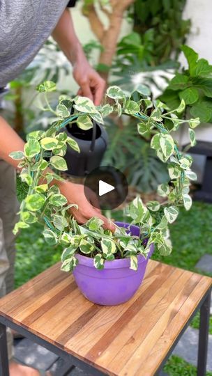 3.4M views · 187K reactions | Money plant diy ideas part 1
Plant used : njoy pothos
Materials used :-
-metal wire with plastic coating
-super glue 
-cable tie

#moneyplant #njoypothos #diyideas #gardendiy | 𝑻𝒉𝒆 𝑮𝒂𝒓𝒅𝒆𝒏𝒆𝒓 𝒃𝒚 𝑭𝒂𝒚𝒂𝒔 | Vishnu Vijay · Mazhavillile Money Plant Indoor Decor Ideas, Plastic Plants Decor Ideas, Money Plant Decoration Indoor, Patio Hanging Plants Ideas, Pothos Plant Ideas, Indoor Money Plant Decor Ideas, Patio Hanging Plants, Money Plant Hanging Ideas, Pothos Plant Decor Ideas