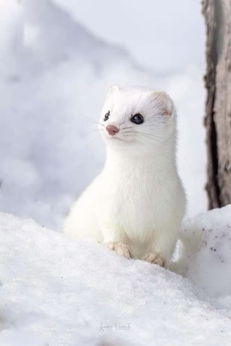 White Ermine, White Ferret, Cat Wearing Sunglasses, Dark Truth, Winters Tafereel, Serious Expression, Sea Monkeys, Snow Animals, Cute Ferrets