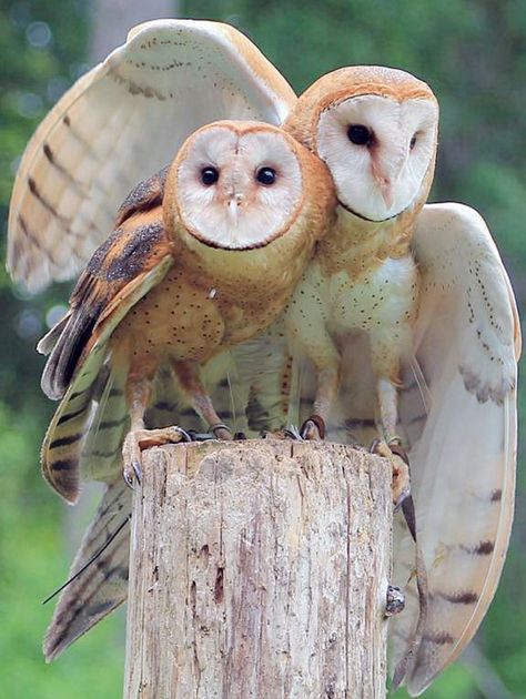 Barn owls at The Raptors on Herd Road near Duncan. Regnul Animal, Owl Photography, Barn Owls, Owl Photos, Owl Pictures, Beautiful Owl, Animale Rare, Astral Travel, Pretty Animals