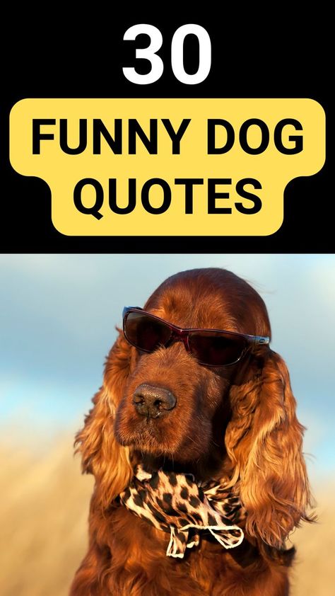 30 Incredibly funny Dog Quotes That Every Dog Lover Can Relate To.#Dogquotes #dogquotesfunny #dogquoteslove #Dog Dog Bath Quotes, Zoomies Dog Quote, Funny Dog Sayings Hilarious, Labradoodle Quotes, Dog Quotes Funny Hilarious, Funny Pet Quotes, Dog Lovers Quotes, Dog Adoption Quotes, Funny Dog Captions