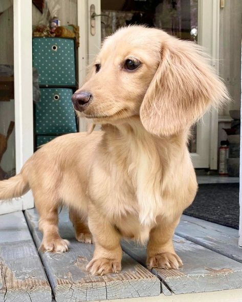 Long Haired Dauchsands, Long Hair Duchound, Dashund Puppy Long Hair, Golden Dachshund, Blonde Dachshund, White Dachshund, Long Hair Dachshund, Dachshund Colors, Cream Dachshund