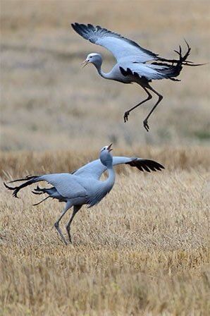 South African Animals, South African Birds, Blue Crane, Tattoo Lion, Trendy Tattoo, Crane Bird, Rare Animals, Airbrush Art, Bird Pictures