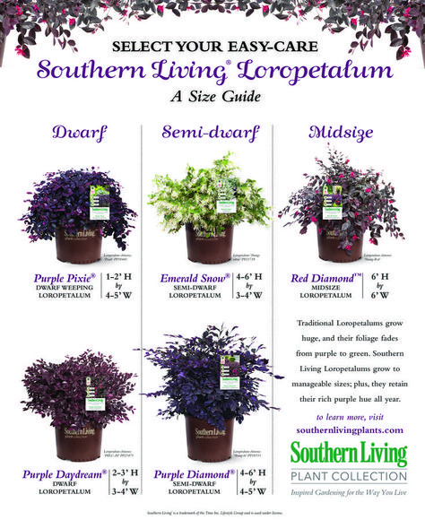 Traditional Loropetalums Grow Huge, And Their Foliage Fades From Purple To Green. Southern Living Loropetalums Grow To Manageable Sizes; Plus, They Retain Their Rich Purple Hue All Year. Loropetalum Landscape Ideas, Plant 101, Exterior Plants, Front Yard Curb Appeal, Southern Landscaping, Low Maintenance Landscaping Front Yard, House Gardening, Landscaping Ideas Front Yard, Curb Appeal Landscape