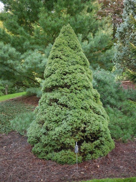 How To Care For Your Dwarf Alberta Spruce Bonsai Tree Picea Glauca, Alberta Spruce, Bonsai Care, Bald Cypress, Garden Diary, Perennial Border, Spruce Tree, Miniature Christmas Trees, Evergreen Trees