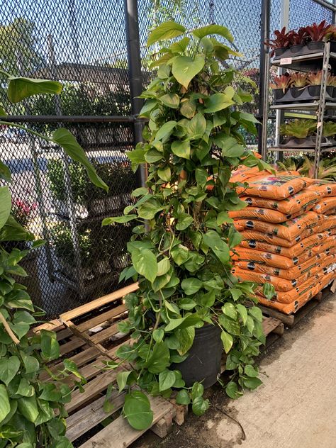 large pothos climbing up a wooden pole Large Pothos Plant, Pothos Moss Pole, Climbing Pothos, Pothos Climbing Ideas, Pothos Climbing, Pole At Home, Diy Moss Pole, Tall House Plants, Potting Ideas