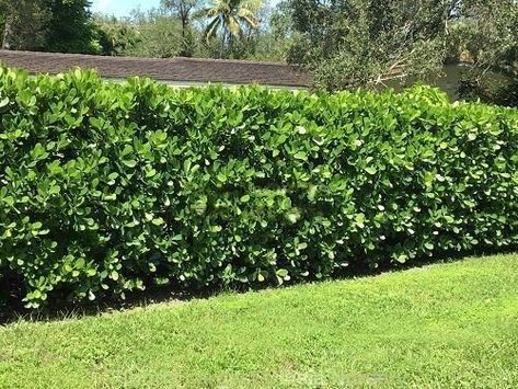 Florida Privacy Hedge, Florida Hedge Plants, Clusia Hedge Landscaping Ideas, Florida Shrubs Landscaping Ideas, Florida Privacy Landscaping, Clusia Landscaping Ideas, Pleached Hedge, Privacy Hedges Fast Growing, Florida Shrubs