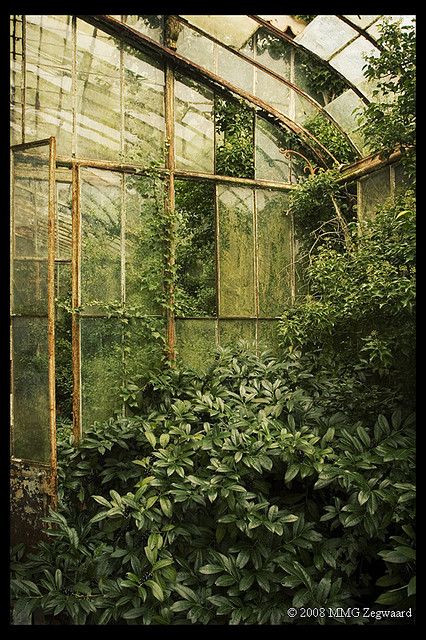 Greenhouse. Conservatory Doors, Decorating Garden, Conservatory Greenhouse, Lots Of Plants, Greenhouse Garden, Garden Interior, Magic Places, Plants Growing, Secret Gardens