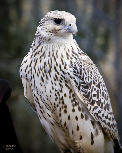 Gyrfalcon Falcon--gorgeous raptor bird Falcon Art, Raptors Bird, Peregrine Falcon, Big Bird, Bird Drawings, Pretty Birds, Birds Of Prey, Wild Birds, Beautiful Creatures