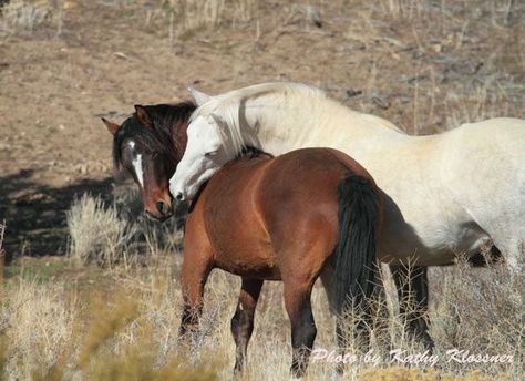 . Wild Horses Mustangs, Horse Riding Quotes, Cai Sălbatici, Mustang Horse, Two Horses, Wild Mustangs, Majestic Horse, All The Pretty Horses, Horse Crazy