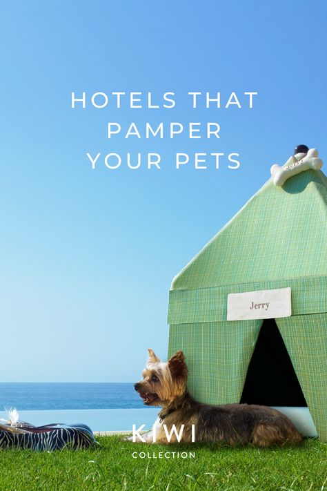 As we await travel to faraway places, the next best thing is a staycation. Why not bring your best friend along? These extra pet-friendly hotels go beyond a water dish and a treat, offering fully curated experiences so four-legged guests can also have a vacation. From Afternoon Tea with gourmet treats to doggie yoga sessions, wagging tails are pretty much guaranteed. #pet #dog #petfriendly #dogfriendly #hotel #pettravel #travel #kiwicollection #carewhereyoustay Aspen Resort, Boca Raton Resort, Dog Friendly Hotels, Dog Hotel, Gourmet Treats, Pet Friendly Hotels, South Beach Miami, Guide Dog, Dog Boarding