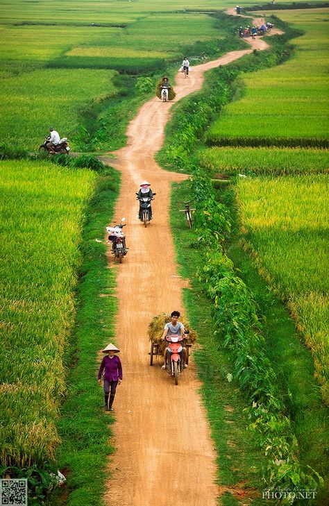 Rural Lifestyle in Vietnam. Автор: quanphoto Indian Countryside, Dancing Elephant, Book Cover Art Ideas, Vietnam City, Agriculture Photography, Beautiful Views Nature, Beautiful Vietnam, Hd Dark Wallpapers, Tropical Garden Design