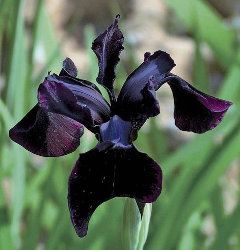 Siberian+Iris+Black+Gold+Iris+chrysographes+-+5+Seeds Iris Chrysographes, Black Iris Flower, Black Plants, Siberian Iris, Dark Garden, Yellow Rose Flower, Goth Garden, Fragrant Roses, Cottage Garden Design