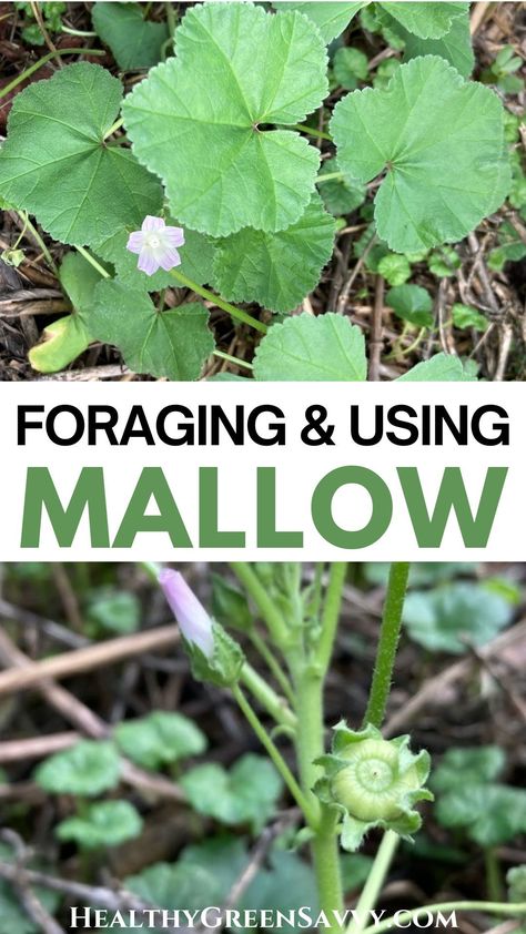 Did you know that common mallow is a valuable edible wild plant? Also known as cheeseweed, mallow (Malva neglecta) also has medicinal properties. This useful and tasty plant may already be growing in your garden. Here's what to know about foraging and using mallow's leaves, flowers, fruits, and roots. | foraging guides | edible wild plants | plant identification | summer foraging | Common Mallow, Mallow Plant, Medicinal Wild Plants, Wild Foraging, Wild Geranium, Wild Food Foraging, Seasonal Eating, Foraging Recipes, Medicinal Herbs Garden