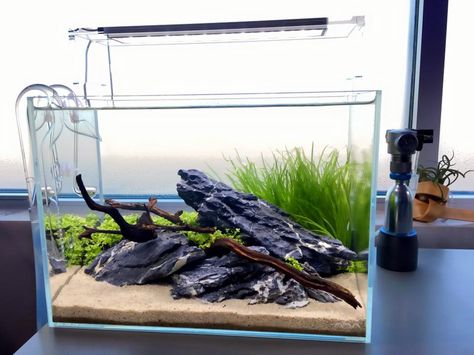 Simple Aquascape from Aqua Design Group http://www.aquariumdesigngroup.com/ https://www.facebook.com/adgonline/?fref=nf Simple Aquascape Ideas, Aquascape Design Simple, Simple Aquascape, Aquascape Inspiration, Vivarium Ideas, Aqua Scape, Aqua Scaping, Fish Aquarium Decorations, Aqua Design