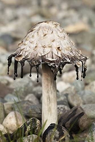 My favorite type of mushroom ❤🍄 Inky Cap Mushroom, Hay Meadow, Mushroom Wall Art, Mushroom Pictures, Gothic Garden, Mixed Media Sculpture, Mushroom Fungi, Landscape Background, Mushroom Art