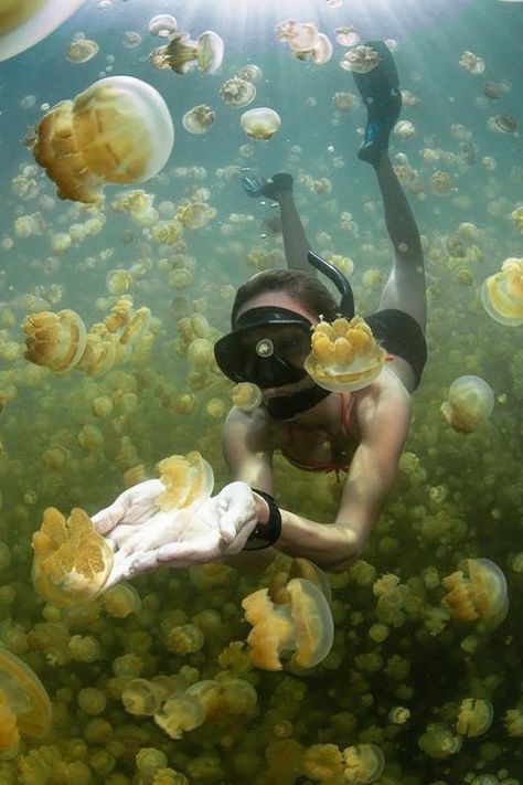 Swim With Jellyfish, Swimming With Jellyfish, Diving Pose Reference, Person Swimming Underwater, Person Standing In Water, Diving Reference, Diving Pose, Swimming Reference, Person Swimming