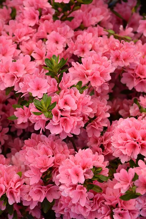 Pine Garden, Azaleas Garden, Azalea Flower, Pink Azaleas, Coral Bells, Meteor Garden 2018, Flowering Shrubs, Favorite Flowers, Kew Gardens